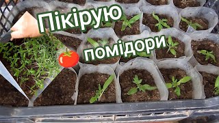 Пікірую помідори //31 березня #стаканчики_торбинки для розсади