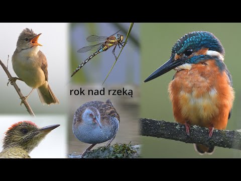 rok nad rzeką - nie tylko o zimorodku