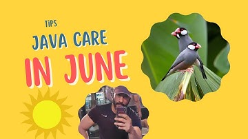 #javasparrow Care in Summer #javabreeding