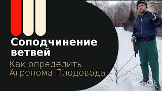 Соподчинение ветвей. Как определить Агронома Плодовода