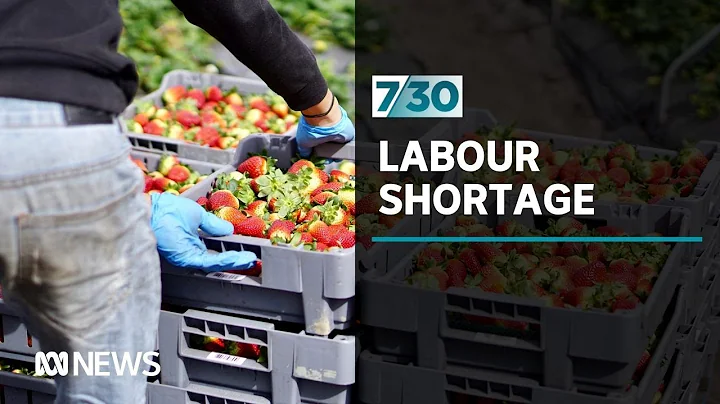 Farmers say a massive labour shortage is looming and households may feel the impact | 7.30 - DayDayNews