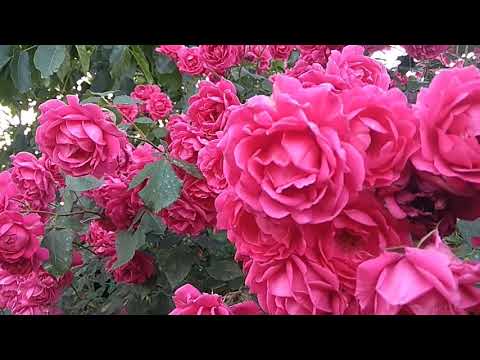 Футаж ' Розовые розы.' Footage 'Pink Roses'.