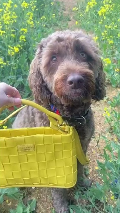 LaBante London | Bella in Mustard