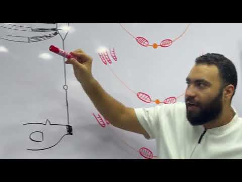 ANATOMY GIT 3 DR MAHMOUD ALAA KA 198 