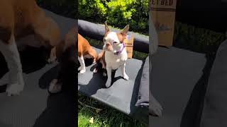 Dinario Ava Love Their New Bed Use Code Socalbostons For 10% Off