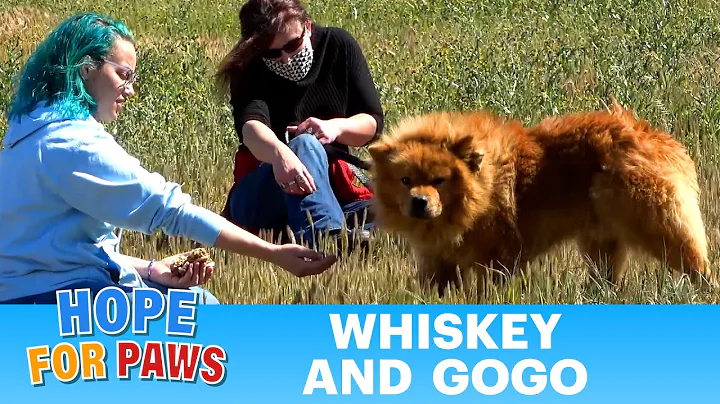 We drove 300 miles to save a dog and then got a bo...