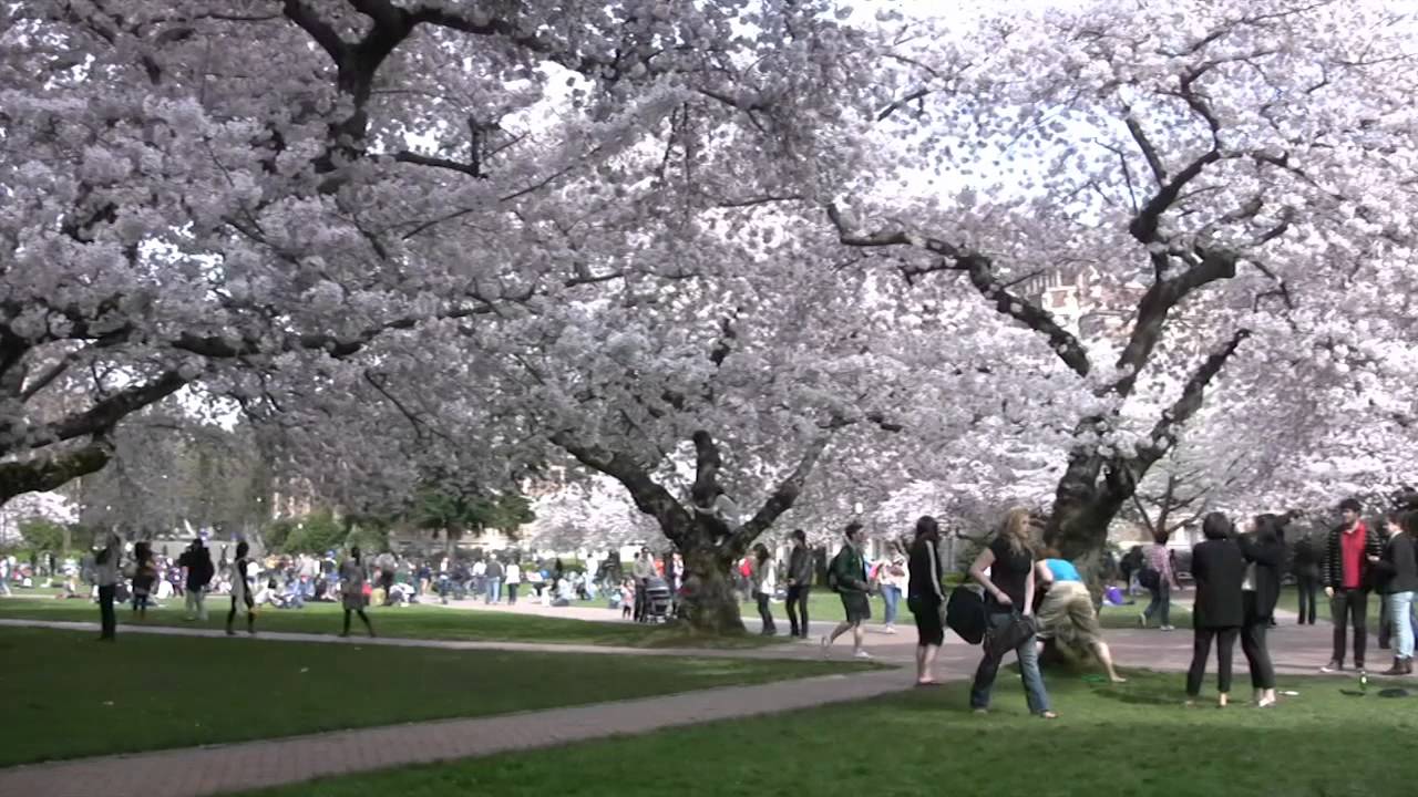 uw cherry blossoms