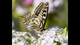 Swallowtails June 2022 Papilio Machaon