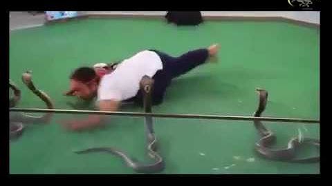 WOW!!Man Selecting Cobras For Snake Show 2016.Man vs King Cobra