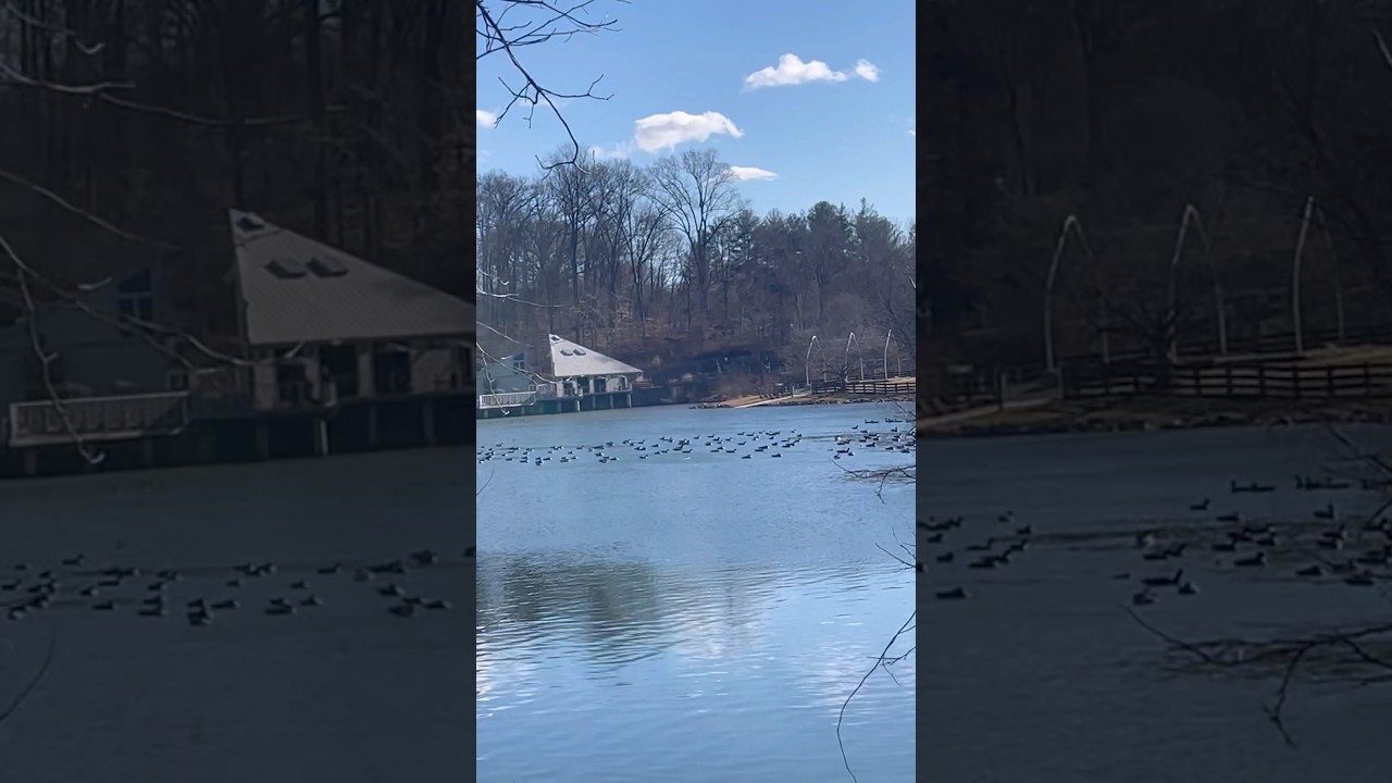 Thousands of Canada geese gathered in the lake | backyardwildlife | backyard | wildlife | geese