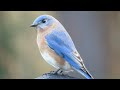 How to attract bluebirds to your yard - beginner and advanced tips!