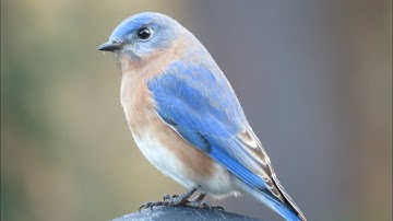 How to attract bluebirds to your yard - beginner and advanced tips!