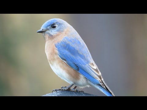 Video: Attraktera Bluebirds – Vad behöver Bluebirds för att bo på din fastighet