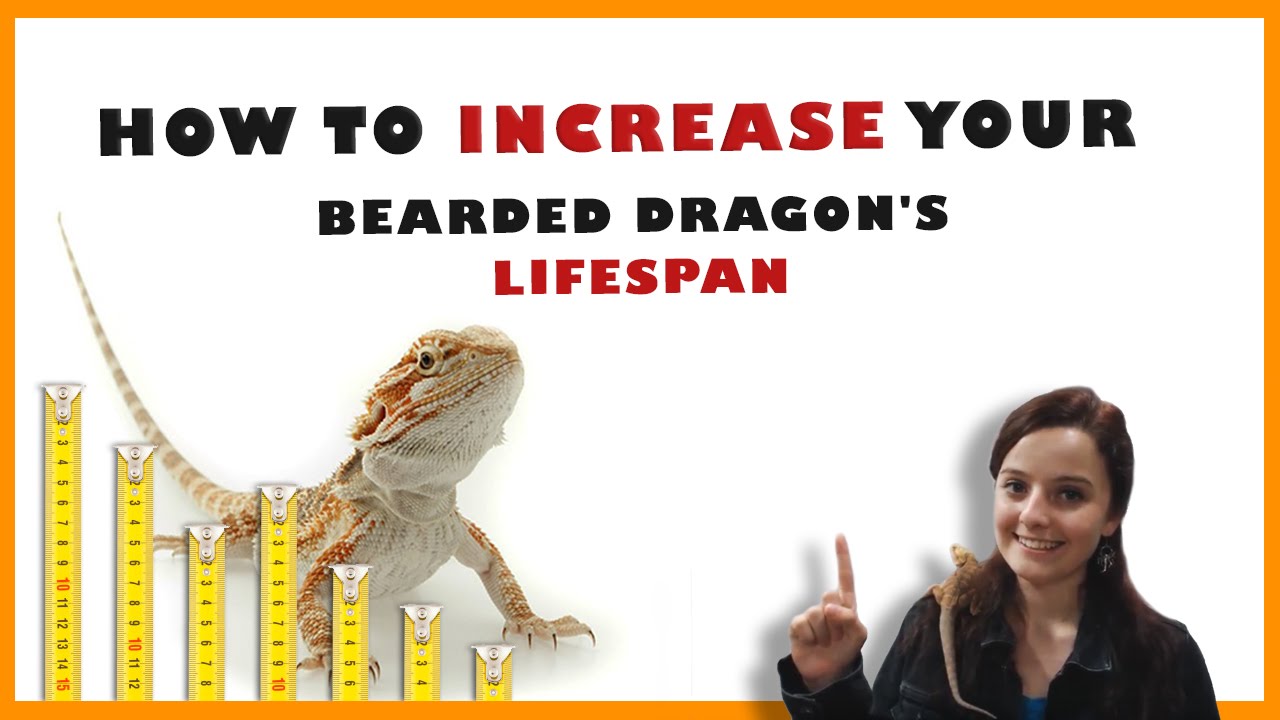 Bearded Dragon Lifespan How To Increase Your Bearded Dragon's