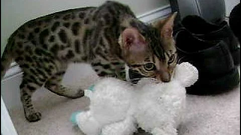 Watch the video about Bengal growling at his toy