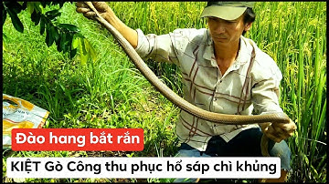 ĐÀO HANG BẮT RẮN. KIỆT Gò Công TÓM GỌN HỔ SÁP CHÌ (P2). Võ Quang Sơn - Tiền Giang - Miền Tây.