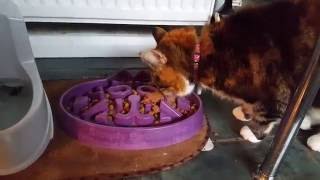 Cat Slow Feed Bowl By Vets at  Simply Pets Online by Simply Pets Online 3,540 views 7 years ago 17 seconds