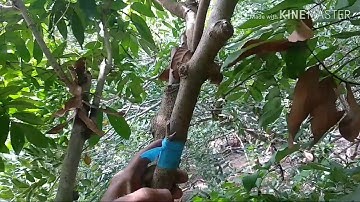 Cách ghép cải tạo cây nhãn thực tế tại vườn