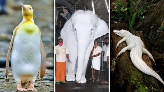 Albino Animals That Were Only Seen Once
