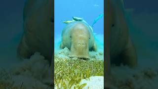 What Do Manatees Eat?