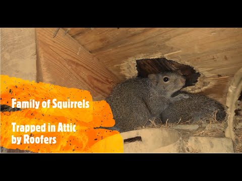 Ace Home Inspection, Inc » Flying squirrel in attic trap