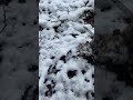 В Беларуси голод? Едем в лес за грибами по первому снегу.