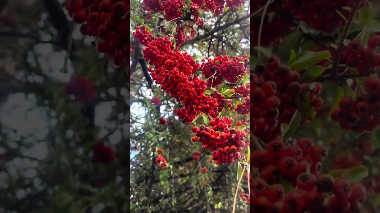 #hikayat #قصة_حقيقية #قصة_مؤثرة #tamazight أنا وحماتيpartie 2