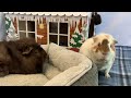 Silly guinea pig is shocked to see another pig kona  suba guinea pigs