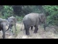 Aggressive elephants at wasgamuwa national park of Sri Lanka