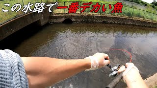 ミミズハンターからもらったミミズで巨大魚を釣る