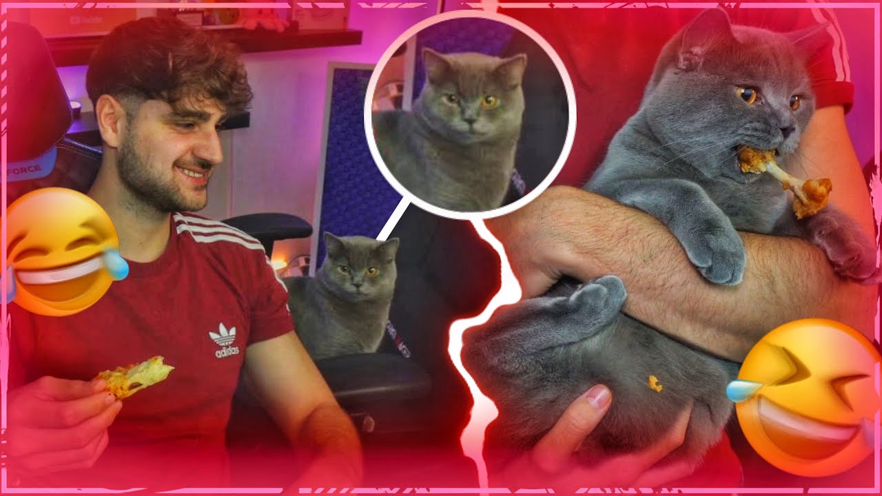 MANFRED KLAUT ELIS ESSEN UND HAUT AB!😂😻 Manni der mastige Dieb🍗