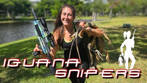 Giant Iguanas taken with Air Rifles in South Florida