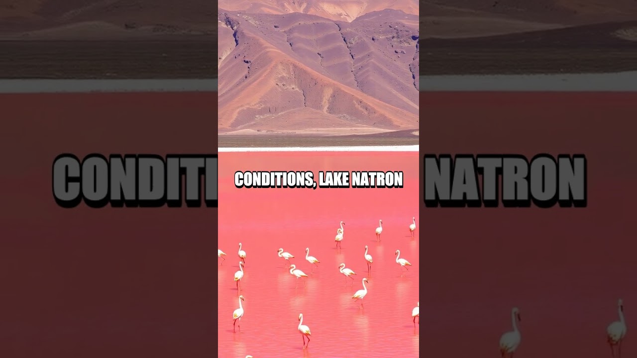The Curious Case of Lake Natron: Nature's Eternal Sculptor