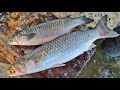 Endangered Flathead Gray Mullet Fish Cutting | Mr.Sampath