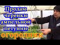 Продам черенки ампельной петунии(вегетативки)! Есть немного)