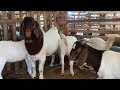 Đực tơ khung khủng, mặt gồ ghép với 4 em cái xô tròn (chuồng B1 Trại Dê Cô Nga).