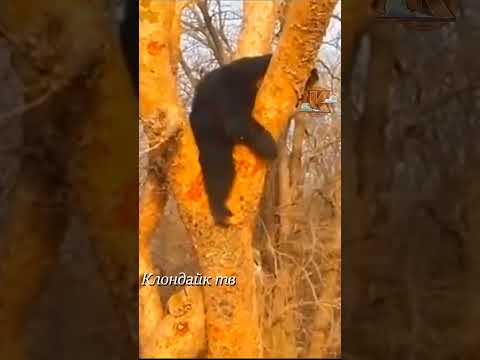 Тигр атакует медведя на дереве.