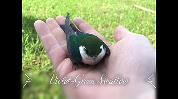 Beautiful Violet-Green Swallow