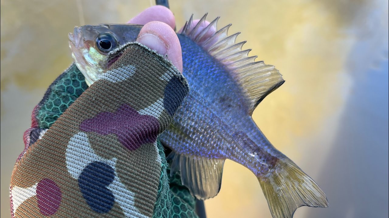 Fishing after a heavy raining Pt 2