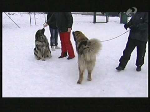 Caucasian ovcharkas in Estonia