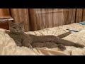 Моя красивая британская кошка 2 видео