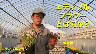 【87farm】第1回　エディブルフラワーとは何か？