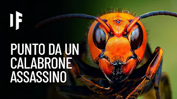 Che calabroni ci sono in Italia?