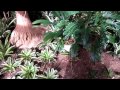 延岡　植物園 の動画、YouTube動画。