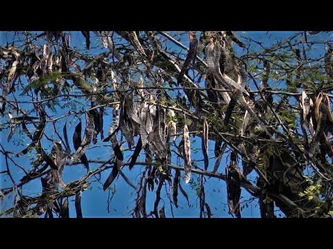 Video: Akasiya ağacı: növləri, təsviri, fotoşəkili