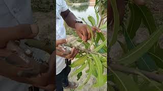 আমের বিকৃত রোগ ও তার প্রতিকার@আমের রোগ ও পোকা দমন