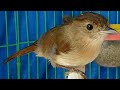 Burung Flamboyan Gacor Ngebren Rapat Cocok Untuk Masteran Murai Batu Kacer Pleci Kolibri Ci Mp3 - Mp4 Download