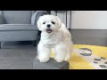 Maltese puppy loves this brain game  