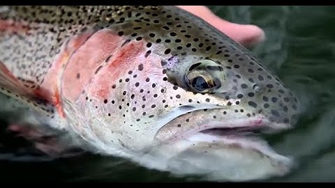 OPST Commando Heads for Alaskan Rainbows -  Olympic Peninsula Skagit Tactics