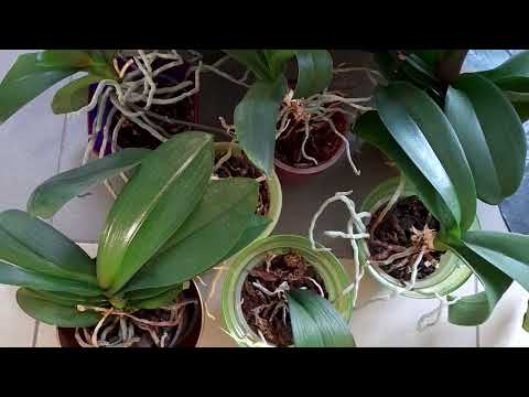ДОГЛЯД ЗА ОРХІДЕЄЮ ПІСЛЯ ПЕРЕСАДКИ #orchid #субтитры #subtitles #ukraine #plants
